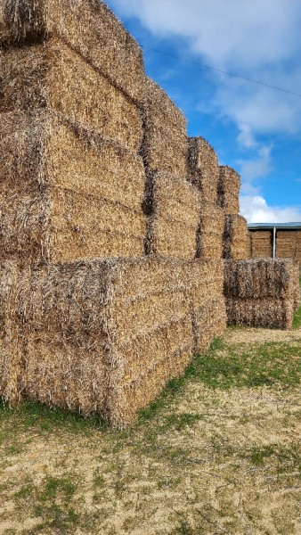 Wheaten (awned) Hay
