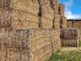 Wheaten (awned) Hay