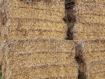 Wheaten (awned) Hay