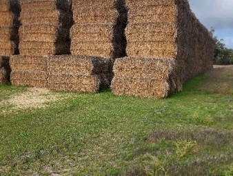 Wheaten (awned) Hay