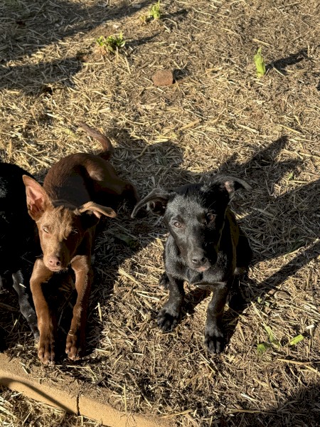 Male Tan / Female Black Kelpies