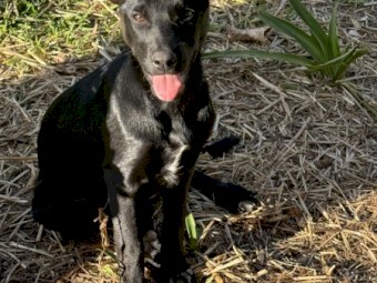 Male Tan / Female Black Kelpies