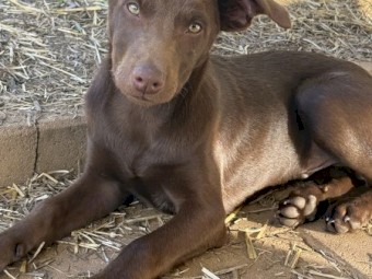 Male Tan / Female Black Kelpies