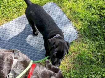 Purebred Labrador pups