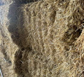 Barley straw 