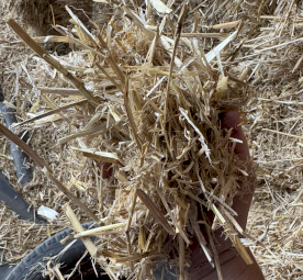 Barley straw 