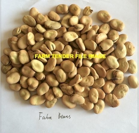 40mt Samira Faba Beans