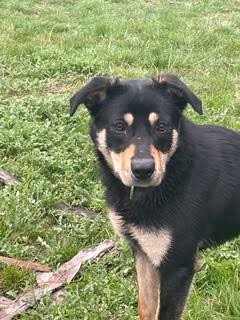 Kelpie