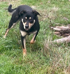 Kelpie