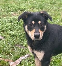 Kelpie