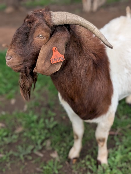 Boer Buck 2.5yrs old
