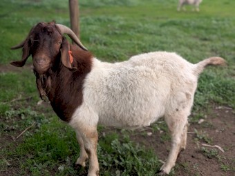Boer Buck 2.5yrs old