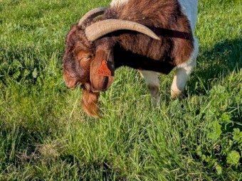 Boer Buck 2.5yrs old