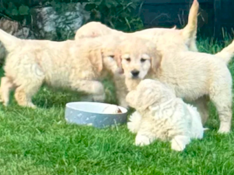 Gorgeous AKC Reg Golden Retriever Puppies