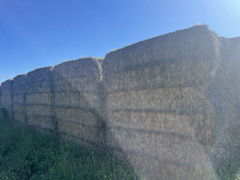 490mt Cereal Rye Hay 700kg 8x4x3 Bales
