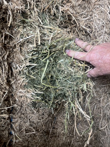 VETCH HAY