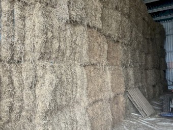 VETCH HAY