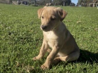 Pure Bred Cream Kelpies x 2