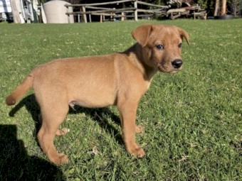 Pure Bred Cream Kelpies x 2