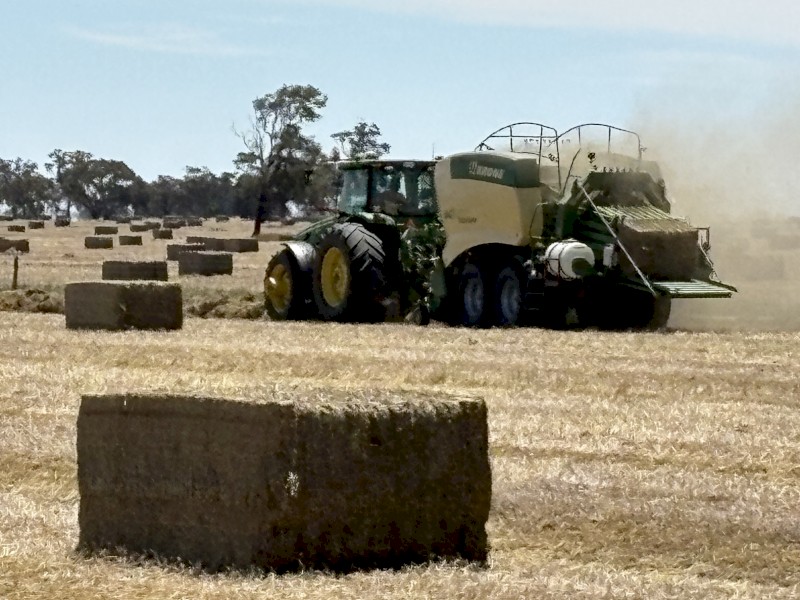 Vetch Hay