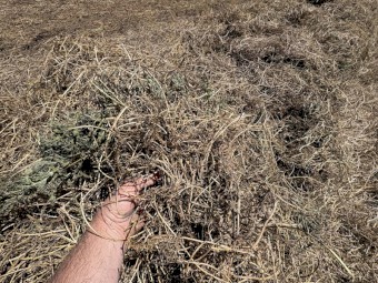 Vetch Hay