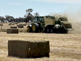 Vetch Hay