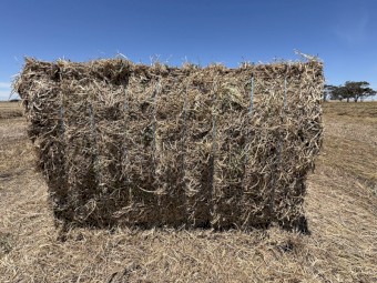 Vetch Hay