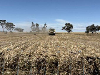 Vetch Hay