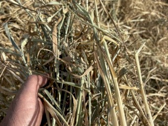 Cereal Mix Hay