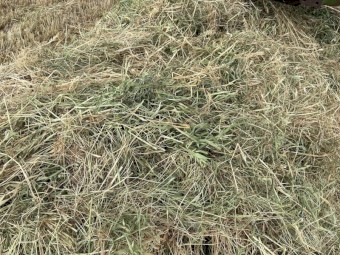 Pasture Mix Hay