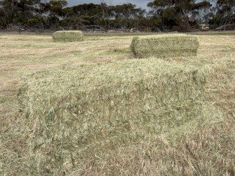 Pasture Mix Hay