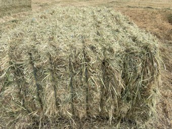 Pasture Mix Hay