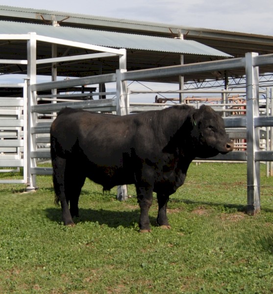 S A V America 8018 Grandson - Fireglow Victorious V11