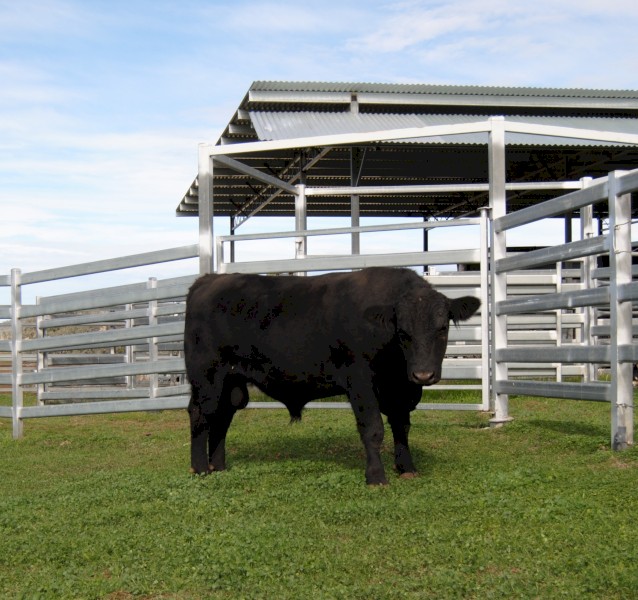 S A V America 8018 grandson - Fireglow Val Halla V02