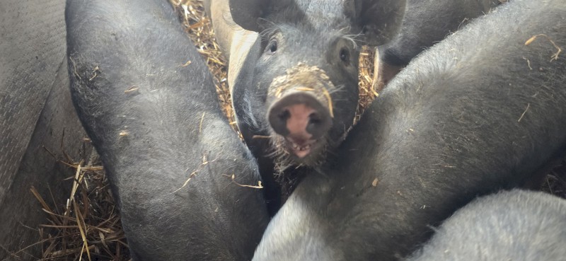 Pigs for sale Hampshire x Berkshire Weaned Piglets  – Ready Now