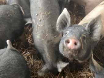 Pigs for sale Hampshire x Berkshire Weaned Piglets  – Ready Now