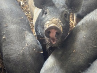 Pigs for sale Hampshire x Berkshire Weaned Piglets  – Ready Now