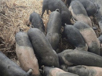 Pigs for sale Hampshire x Berkshire Weaned Piglets  – Ready Now