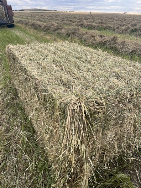 100mt Rye Grass Hay 530kg 8x4x3 Bales