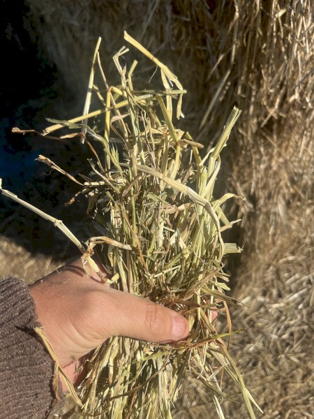 Rye grass hay, 8x4x3
