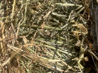 Rye grass hay, 8x4x3