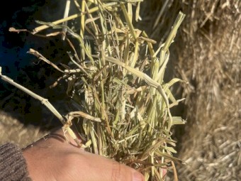 Rye grass hay, 8x4x3