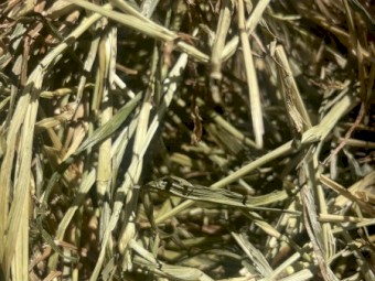 Rye grass hay, 8x4x3