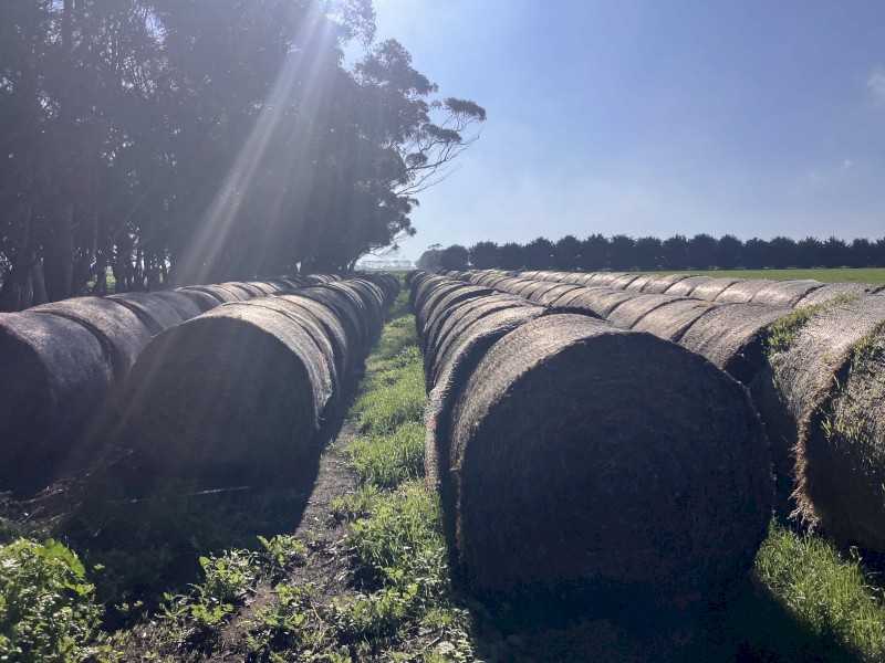 150 x Clover Hay Rolls