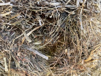 150 x Clover Hay Rolls