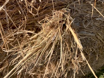 600 x Phalaris Pasture Hay Round Bales