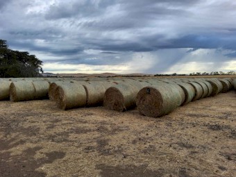 Oaten Hay Rolls