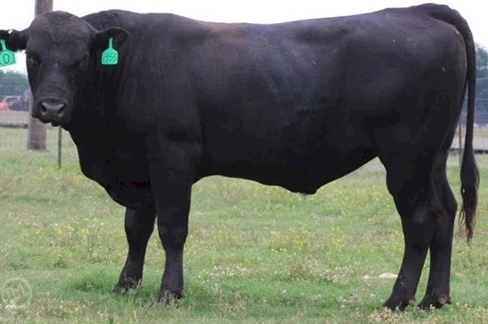 Purebreed Bull Angus for sale 