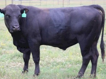Purebreed Bull Angus for sale 