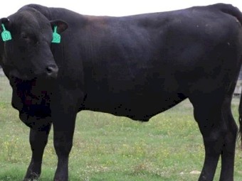 Purebreed Bull Angus for sale 